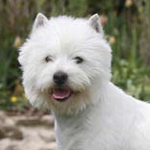 West Highland White Terrier – czy warto go mieć?